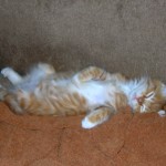 He's always had strange sleeping poses