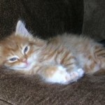 Little Mister!