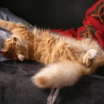 Rigor Mortis!