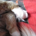 TOE FUR!