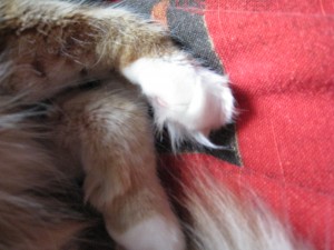 img_1029 TOE FUR!