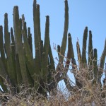 img_1308 Cacti