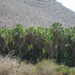 img_1313 Palm Grove