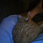 Snuggly in my lap