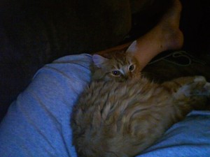 Snuggly in my lap