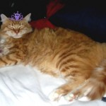 Princess Henry