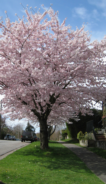 springtime3
