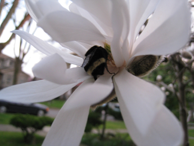 springtime5