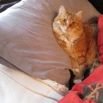 In Bed