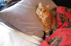 In Bed