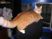 top_of_chair Another favourite spot