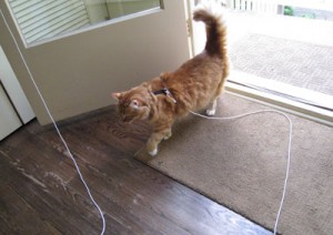 catleash3