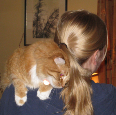 cat_ponytail