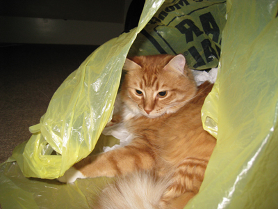 catinbag