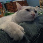 Permalink to Petsitting & House-watching Digger is a big softie like my Henry. My neighbour and I think that they have a bit of "ragdoll" in them
