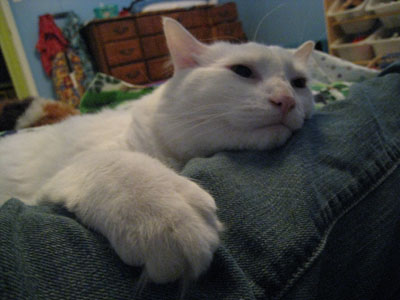 Digger is a big softie like my Henry. My neighbour and I think that they have a bit of "ragdoll" in them