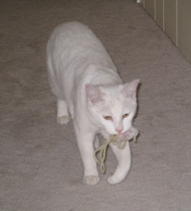 Mariessa likes to fetch balls of yarn and screwed up pipe-cleaners. They never taught her -- she just started doing it!