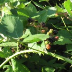 berries1