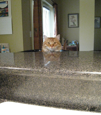 kitchencat3
