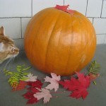 pumpkincat1