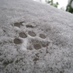 toefur_snow