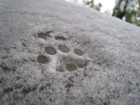 toefur_snow