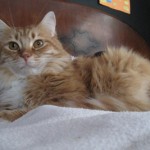 Permalink to Just an ordinary Henry-filled day catpose1
