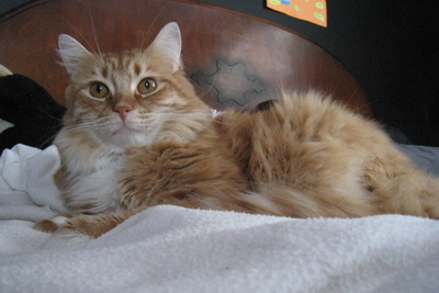 catpose1 catpose1