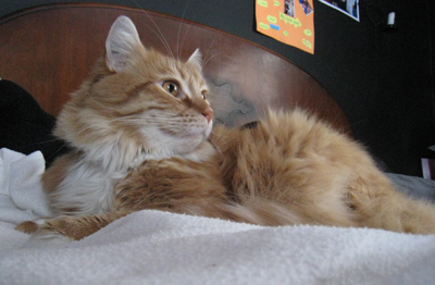 catpose2 catpose2