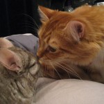 Permalink to Raising awareness for abused animals chico-henry-meet3