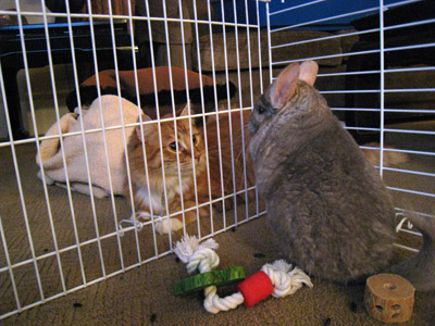 chico-hutch2