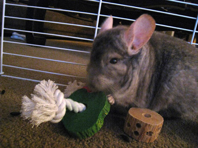 chico-hutch3