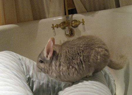 chico-mountain2 chico-mountain2