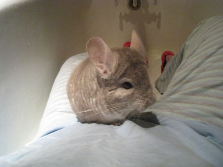 chico-mountain3 chico-mountain3