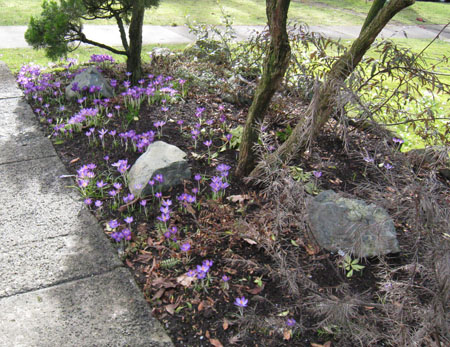 frontgarden-crocuses1 frontgarden-crocuses1