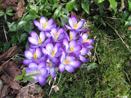 frontgarden-crocuses2 frontgarden-crocuses2