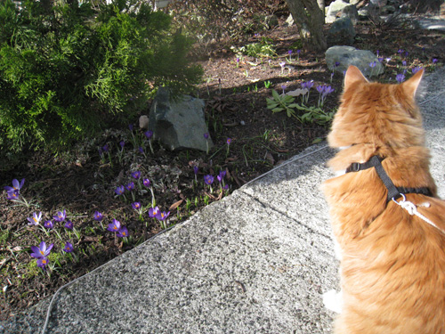henry-crocuses1