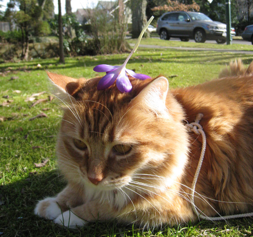 henry-crocuses2