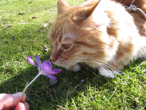 henry-crocuses3