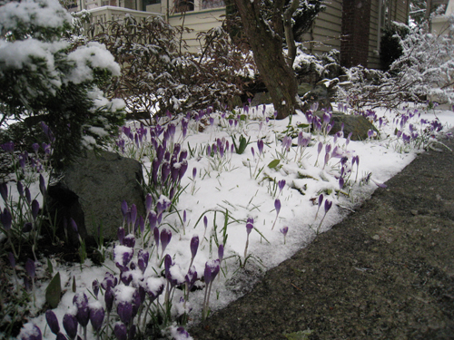marchsnow2