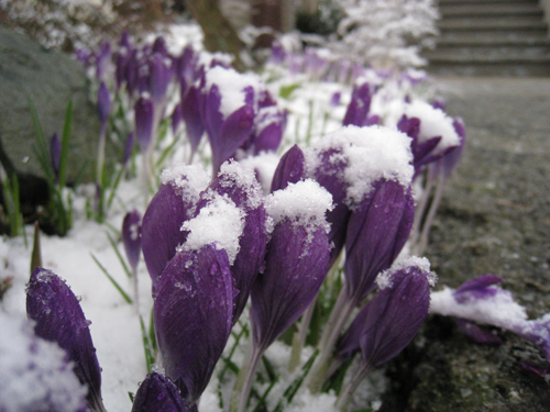 marchsnow3