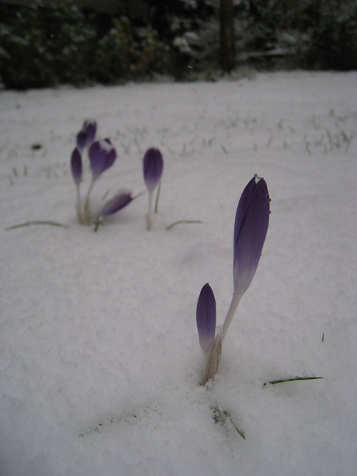 marchsnow4