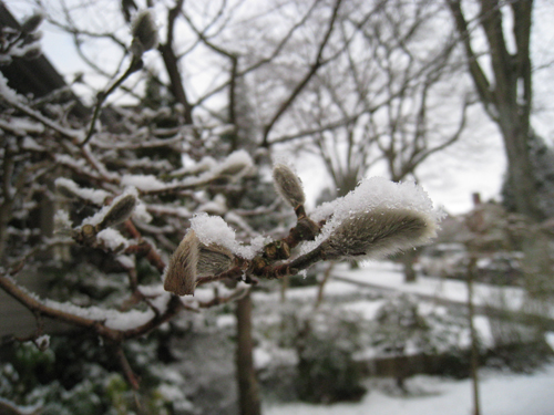 marchsnow6
