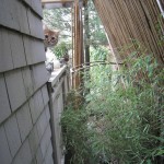 bamboo-cat1