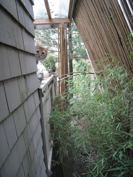 bamboo-cat1 bamboo-cat1
