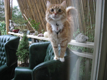 bamboo-cat2 bamboo-cat2