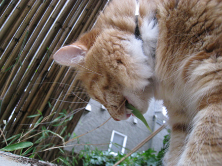 bamboo-cat4 bamboo-cat4