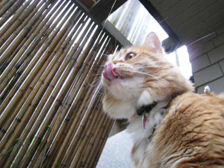 bamboo-cat5 bamboo-cat5