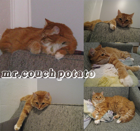 couch-potato couch-potato