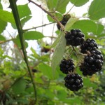 Permalink to Blackberries Gone Wild blackberries_picking1